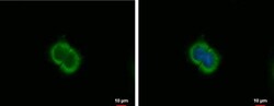 CXCL9/MIG Antibody, Novus Biologicals 0.1mL; Unlabeled:Antibodies, Polyclonal
