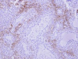 CXCL9/MIG Antibody, Novus Biologicals 0.1mL; Unlabeled:Antibodies, Polyclonal
