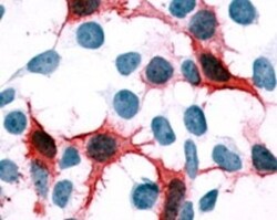 CXCR1/IL-8RA Antibody - BSA Free, Novus Biologicals 0.05 mL | Buy Online | Novus Biologicals | Fisher Scientific