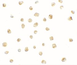 CXCR3 Antibody - BSA Free, Novus Biologicals 0.1 mg | Buy Online | Novus Biologicals | Fisher Scientific