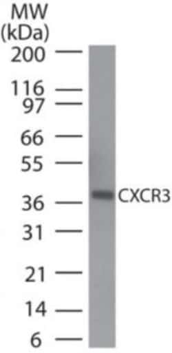 CXCR3 Antibody, Novus Biologicals 0.025mg; Unlabeled:Antibodies, Polyclonal