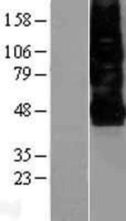 Novus Biologicals&trade;&nbsp;CXCR4 Overexpression Lysate