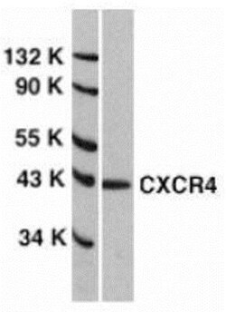 CXCR4 Antibody - BSA Free, Novus Biologicals 0.025 mg, Unconjugated:Antibodies,