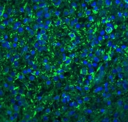 CXCR6 Antibody - BSA Free, Novus Biologicals 0.1mg; Unlabeled:Antibodies,