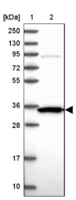 PRR32 Antibody, Novus Biologicals 0.1mL; Unlabeled:Antibodies, Polyclonal