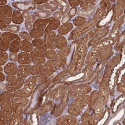 PRR32 Antibody, Novus Biologicals 0.1mL; Unlabeled:Antibodies, Polyclonal