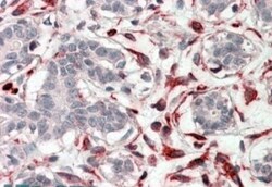 CXXC4 Antibody, Novus Biologicals 0.1mg; Unlabeled:Antibodies, Polyclonal