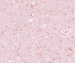 CXXC4 Antibody - BSA Free, Novus Biologicals 0.1mg; Unlabeled:Antibodies,