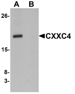 CXXC4 Antibody - BSA Free, Novus Biologicals:Antibodies:Primary Antibodies