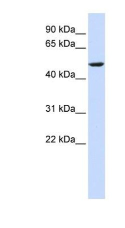 CYB561 Antibody, Novus Biologicals:Antibodies:Primary Antibodies