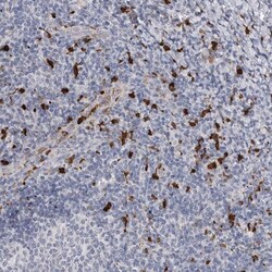 CYB561D1 Antibody, Novus Biologicals 25 &mu;L; Unlabeled:Antibodies, Polyclonal