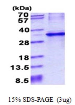 Novus Biologicals&trade;&nbsp;Recombinant Human CYB5R1 His Protein