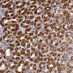 CNPase Antibody, Novus Biologicals:Antibodies:Primary Antibodies