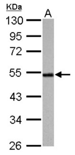 Cyclin A2 Antibody, Novus Biologicals 0.1mL; Unlabeled:Antibodies, Polyclonal