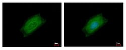 Cyclin B2 Antibody, Novus Biologicals 0.1mg; Unlabeled:Antibodies, Polyclonal