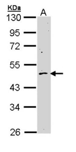 Cyclin B2 Antibody, Novus Biologicals 0.1mg; Unlabeled:Antibodies, Polyclonal