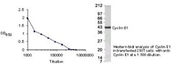 Cyclin E1 Antibody - BSA Free, Novus Biologicals 0.1 mg; Unconjugated:Antibodies,