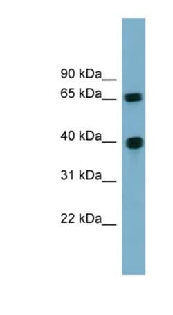 Cyclin J Antibody, Novus Biologicals:Antibodies:Primary Antibodies