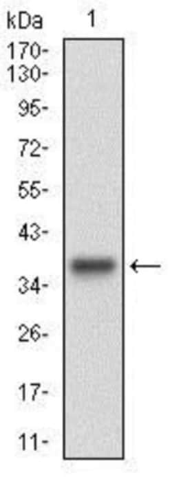 Cyclin E1 Antibody (5F8C5) - BSA Free, Novus Biologicals 0.1mL; Unlabeled:Antibodies,