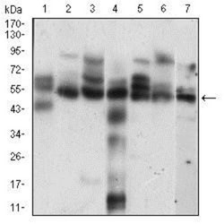 Cyclin E1 Antibody (5F8C5) - BSA Free, Novus Biologicals 0.1mL; Unlabeled:Antibodies,