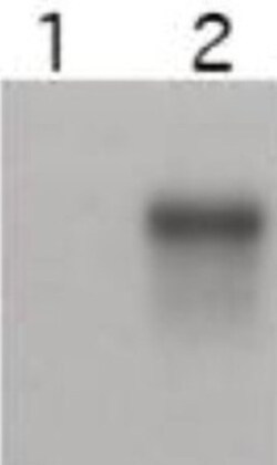 Cyclin E2 Antibody, Novus Biologicals 0.1mg; Unlabeled:Antibodies, Polyclonal
