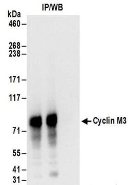 Cyclin M3 Antibody, Novus Biologicals 0.1mg; Unlabeled:Antibodies, Polyclonal