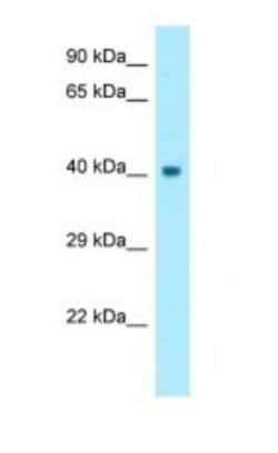 Cyclin-O Antibody, Novus Biologicals:Antibodies:Primary Antibodies
