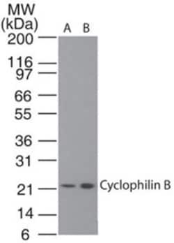 Cyclophilin B Antibody, Novus Biologicals 0.025mg; Unlabeled:Antibodies,