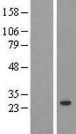 Novus Biologicals&trade;&nbsp;Cyclophilin C Overexpression Lysate