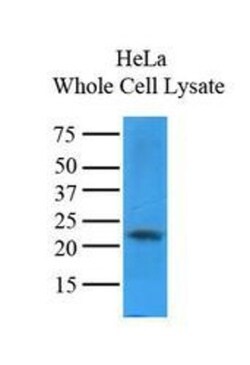 Cyclophilin-F Antibody (1F5) - BSA Free, Novus Biologicals 0.1mL; Unlabeled:Antibodies,
