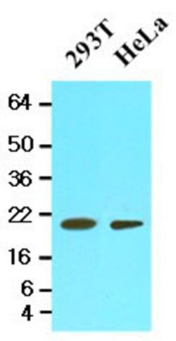 Cyclophilin-F Antibody (1F5) - BSA Free, Novus Biologicals 0.1mL; Unlabeled:Antibodies,