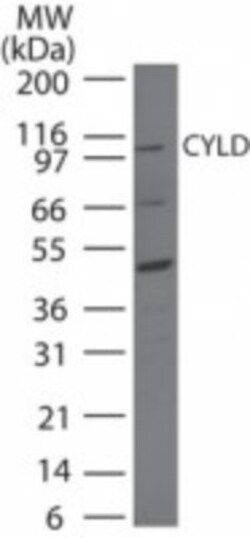 CYLD Antibody, Novus Biologicals:Antibodies:Primary Antibodies
