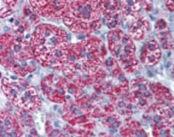 CYP1B1 Antibody, Novus Biologicals:Antibodies:Primary Antibodies
