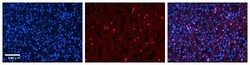 CYP3A43 Antibody, Novus Biologicals 0.05mg; Unlabeled:Antibodies, Polyclonal