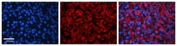CYP3A43 Antibody, Novus Biologicals 100 &mu;L | Buy Online | Novus Biologicals | Fisher Scientific