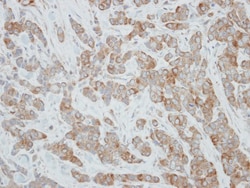 CYP3A43 Antibody, Novus Biologicals 0.1 mL | Buy Online | Novus Biologicals | Fisher Scientific