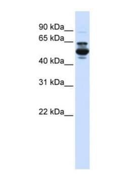 CYP3A43 Antibody, Novus Biologicals 100 &mu;L | Buy Online | Novus Biologicals | Fisher Scientific