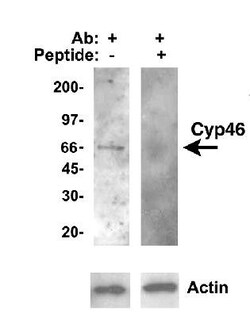 CYP46A1 Antibody, Novus Biologicals 0.025mL; Unlabeled:Antibodies, Polyclonal