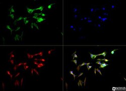 CYP46A1 Antibody, Novus Biologicals 0.025mL; Unlabeled:Antibodies, Polyclonal