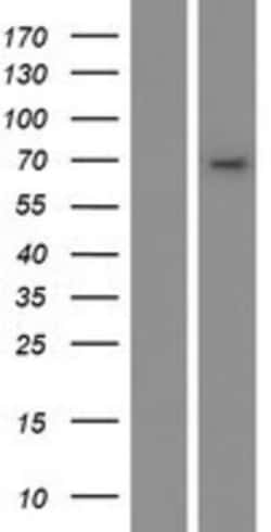 Novus Biologicals&trade;&nbsp;CYP4B1 Overexpression Lysate