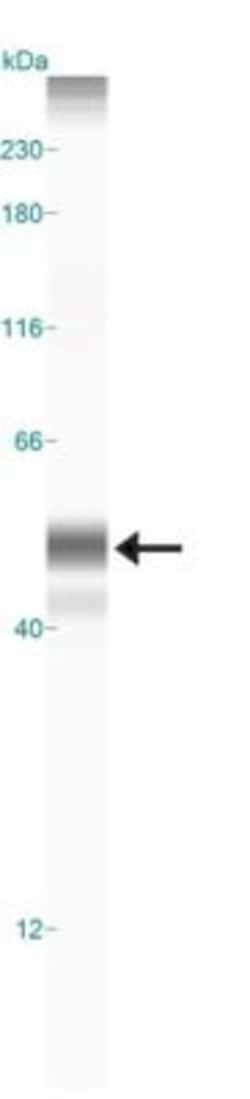 Cyr61/CCN1 Antibody - BSA Free, Novus Biologicals 0.025 mL | Buy Online | Novus Biologicals | Fisher Scientific
