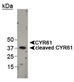 Cyr61/CCN1 Antibody - BSA Free, Novus Biologicals 0.025 mL | Buy Online | Novus Biologicals | Fisher Scientific