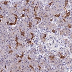 Cystatin F Antibody, Novus Biologicals:Antibodies:Primary Antibodies