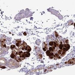 Cystatin S Antibody, Novus Biologicals:Antibodies:Primary Antibodies