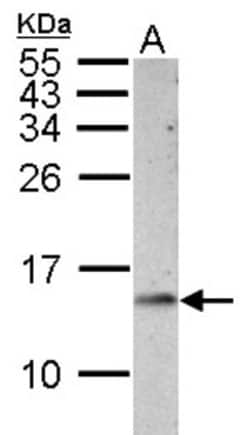 Cytochrome c Antibody, Novus Biologicals 0.1mL; Unlabeled:Antibodies, Polyclonal