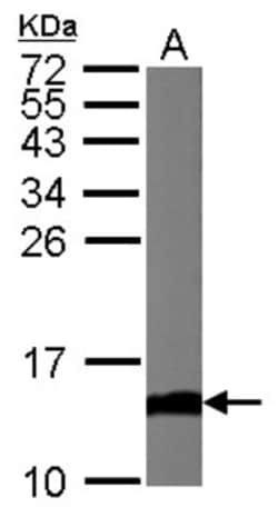 Cytochrome c Antibody, Novus Biologicals 0.1mL; Unlabeled:Antibodies, Polyclonal