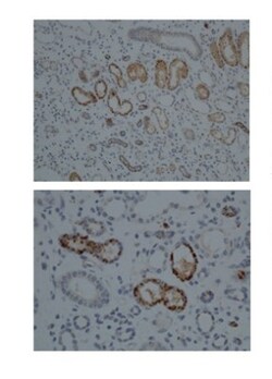 Cytochrome P450 1A1 Antibody, Novus Biologicals 0.05mg; Unlabeled:Antibodies,