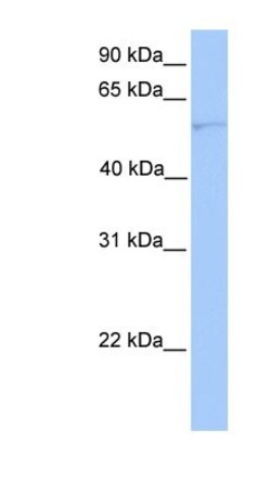 Cytochrome P450 1A1 Antibody, Novus Biologicals 0.05mg; Unlabeled:Antibodies,