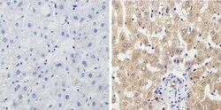 Cytochrome P450 1A1/1A2 Antibody (MC1), Novus Biologicals 0.1mL; Unlabeled:Antibodies,