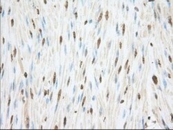 Cytochrome P450 1A2 Antibody (OTI8F1), Novus Biologicals 0.1 mL | Buy Online | Novus Biologicals | Fisher Scientific